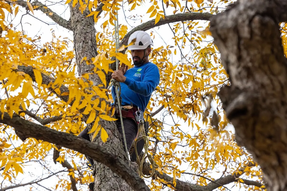 Skilled Tree Transplanting crew working in De Soto