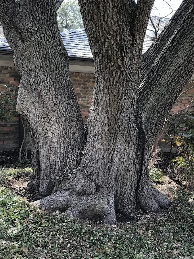 Mature heritage tree close to a De Soto property cared for by certified arborists